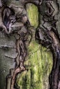 Old cracked creepy mossy tree bark cortex texture with green plant forest