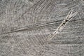 Old cracked gray stump closeup Royalty Free Stock Photo