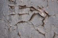 Old cracked paint on the concrete wall. Peeling paint on wall texture. Pattern of rustic blue grunge material Royalty Free Stock Photo