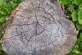 Old cracked partly rotten stump among the grass, top view Royalty Free Stock Photo