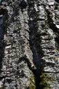 Old cracked poplar tree trunk texture with green moss, gray blurry vertical background, close up Royalty Free Stock Photo