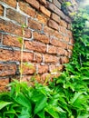 Old cracked red brick wall texture with grape leaves Royalty Free Stock Photo