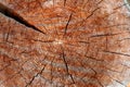 Old cracked  saw cut tree trunk macro natural background Royalty Free Stock Photo