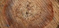 Old cracked stump surface. Brown wooden texture Royalty Free Stock Photo