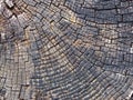 old cracked timber surface with tree rings and lines in a geometric concentric pattern Royalty Free Stock Photo