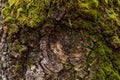 Old cracked tree bark with green moss and lichen close up. Abstract nature background texture Royalty Free Stock Photo