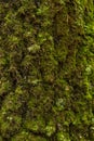 Old cracked tree bark with green moss and lichen close up. Abstract nature background texture Royalty Free Stock Photo