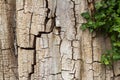 Old cracked tree bark partially covered in ivy, horizontal with copy space