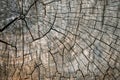 Old cracked tree stump texture background. Weathered wood texture with the cross section of a cut log with concentric annual Royalty Free Stock Photo