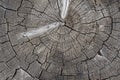 Old cracked tree stump texture. Wooden background. Royalty Free Stock Photo