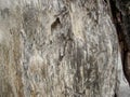 Close-up.old gray wood. in the northern forest - the trunk of a deadwood tree. natural background, texture. Wood background. Royalty Free Stock Photo