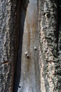 Old cracked tree trunk bark texture, brown gray vertical lines background, close up Royalty Free Stock Photo