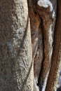 Old cracked tree trunk bark wavy texture, gray vertical background, close up Royalty Free Stock Photo