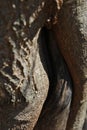 Old cracked tree trunk bark wavy texture with long shadow line, brown gray vertical background, close up Royalty Free Stock Photo