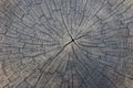 Old cracked tree trunk cross section wood background. Royalty Free Stock Photo