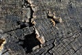 Old cracked tree trunk texture, gray background with holes, macro close up Royalty Free Stock Photo