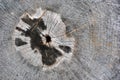 Old cracked tree trunk textured, sawed section top view, cracked from center hole with black burned stains around