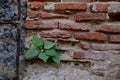 The Old Cracked Wall of a concrete building. A part of the red brick wall was abandoned wall background Royalty Free Stock Photo