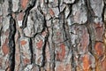 Old cracked wood bark texture