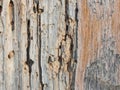 Old cracked wood with wormholes. Wood texture background Royalty Free Stock Photo