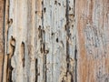Old cracked wood with wormholes. Wood texture background Royalty Free Stock Photo