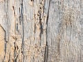 Old cracked wood with wormholes. Wood texture background Royalty Free Stock Photo