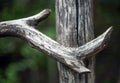 The old cracked wooden curve beam nailed to a fence post