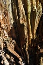 Old cracks ramshackle tree trunk texture, blurry background, vertical close up