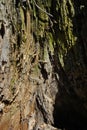 Old cracks ramshackle tree trunk texture, blurry brown, green background, vertical close up