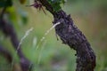 Old cragged bark of a grapevine with green leaves in front of a blurry background Royalty Free Stock Photo