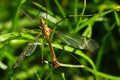 Old Crane fly overview - Tipula sp.