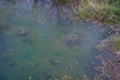 Old Crater in Manziana - carbon dioxide coming out of the earth through water and forming bubbles