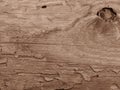 Old crecked wooden Board eaten by worms and beetles in sepia colour.