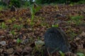 Old creepy burial ground with graves at the tropical local island Fenfushi