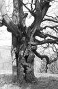 Old creepy tree