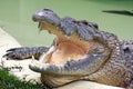 Old Crocodile Royalty Free Stock Photo