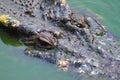 Old crocodiles in a pond.