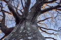 Old, crooked, antlered and bare tree Royalty Free Stock Photo