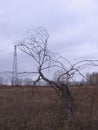 Old crooked dead tree snag on the field in the fall