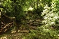 Old crooked fairytale stairs in the woods under the green trees Royalty Free Stock Photo