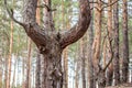 Old crooked pine tree in a coniferous forest after beeing cut grew up into a three tree trunks Royalty Free Stock Photo