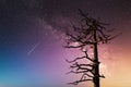 Old and crooked pine tree outdoors under the milky way star trails