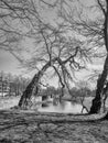 Old crooked tree across canal around city of.\'s Hertogenbosch Royalty Free Stock Photo