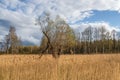 Old crooked tree among the dry grass Royalty Free Stock Photo