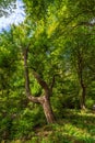 Old crooked tree in the green forest Royalty Free Stock Photo