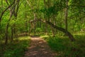 Old crooked tree in the green forest Royalty Free Stock Photo