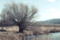 Old Crooked Tree Next to a Duck Pond Royalty Free Stock Photo