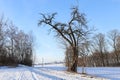 Old crooked tree by the path in winter Royalty Free Stock Photo