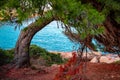 An old crooked tree on the shore Royalty Free Stock Photo