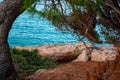 An old crooked tree on the shore Royalty Free Stock Photo